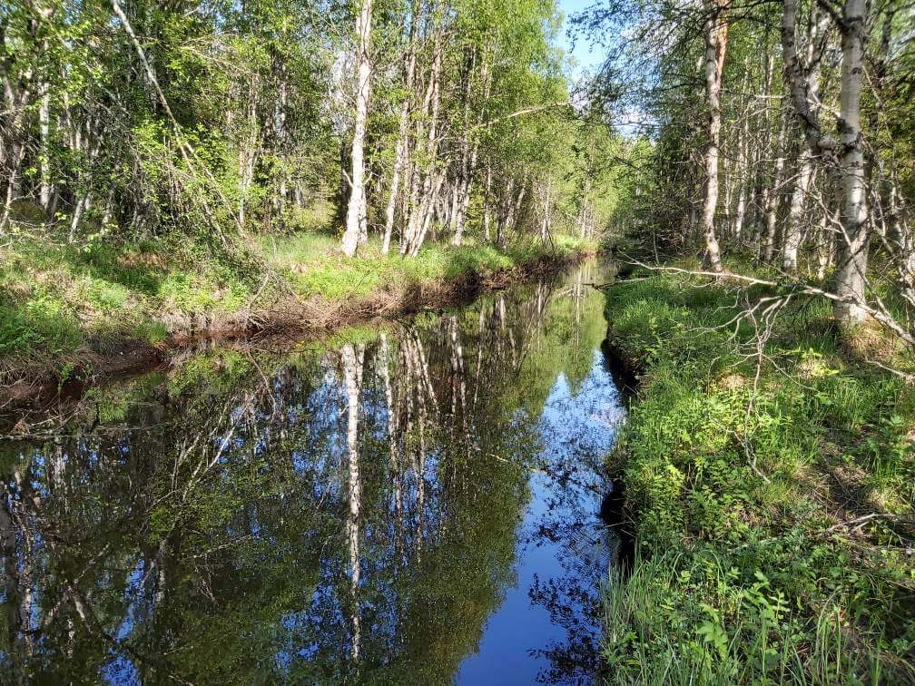 Esittelyssä Puolangan Palopajukonsuo