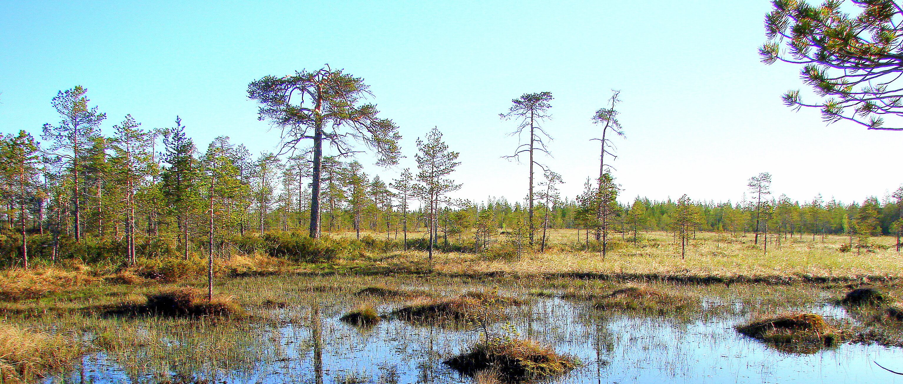 Suomalaisen suon monta luonnetta